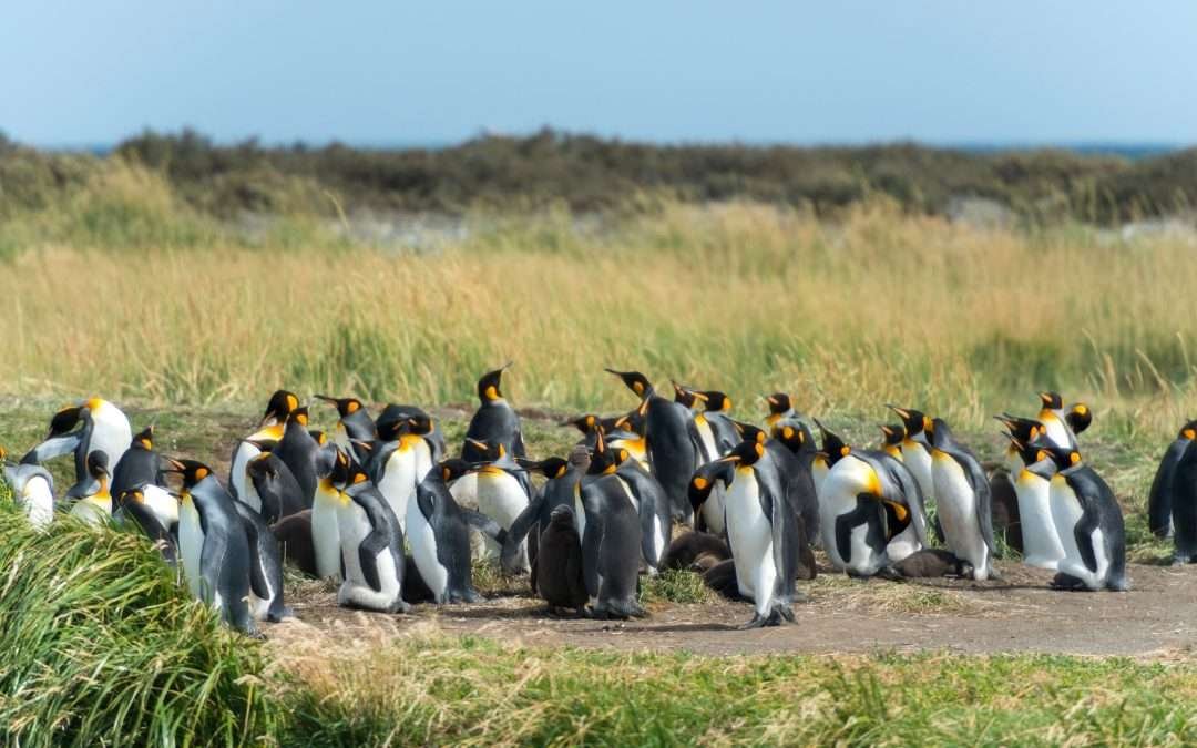 Full Day Tierra del Fuego + Pingüinos Rey (Por Primera Angostura a Cerro Sombrero)