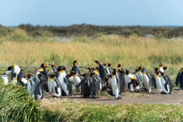 Parque Pinguino Rey