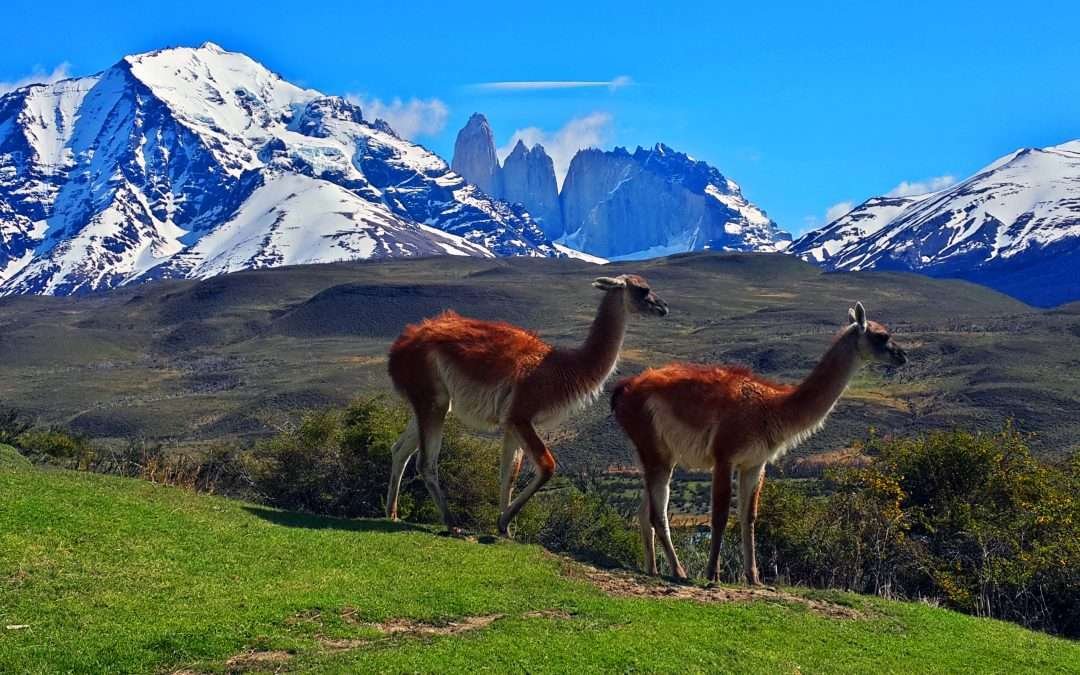 Full Day Torres del Paine (desde Punta Arenas)